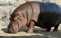 This undated handout image released to AFP by Osaka's Tennoji Zoo shows "Gen-chan", a 12-year-old hippopotamus who was thought to be male but tests showed was female