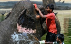 Caretakers bathe an elephant at a zoo in Mumbai as authorities across South and Southeast Asia issue extreme heat warnings