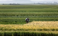 Cultivated areas across Morocco are expected to shrink to 2.5 million hectares in 2024 compared with 3.7 million last year
