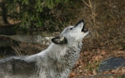 A quarter of a million wolves once roamed from coast to coast before European colonizers embarked on campaigns of eradication that persisted into the 20th century all but wiped them out in the lower-48 states