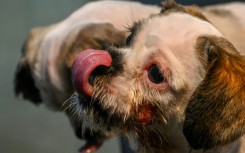 Kolkata veterinary clinics have been inundated with pets suffering nosebleeds, severe skin rashes and lapses into unconsciousness 