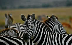 Zebra hail from Africa, where they are preyed upon by lions
