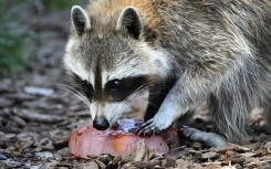 A racoon invaded the field in the MLS game between the Philadelphia Union and New York City on Wednesday.