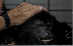 A sick howler monkey recovers at a clinic in southern Mexico after being taken there by residents