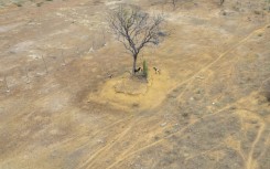 Aerial view of goats on the side of the road in Pinhoes, Bahia State, Brazil on June 12, 2024