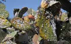 Hajlaoui fears total contagion, as 'sooner or later, it will spread, with the help of many factors such as the wind and livestock'