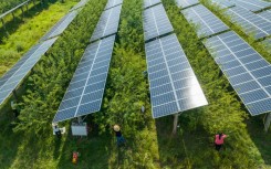 Pepper farmers work in field under solar panels in China's southwest Guizhou province