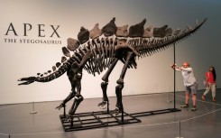 Paleontologists have criticized sales of dinosaur skeletons, saying these finds should be preserved in museums and not sold to private bidders
