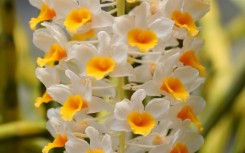 Every year new species appear on the radar in Colombia, including nine this year so far