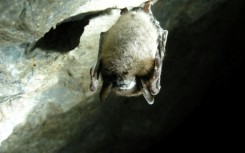 A brown bat affected with deadly white-nose syndrome -- a report says the death of bug-eating bats means more pesticide use which means more infant deaths 