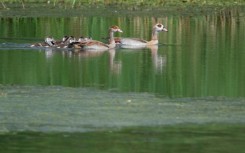 Egyptian geese are becoming a common sight in Moselle, eastern France