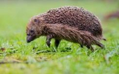 An adult, male hedgehog can weigh as much as 1.5 kilograms 