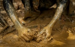 Illegal mining, or 'galamsey', has been a flashpoint in the lead-up to Ghana's election