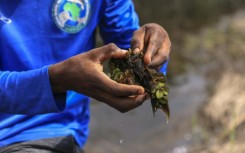 A microscopic insect that feeds exclusively on the invasive plant has helped nearly eradicate it from the lake