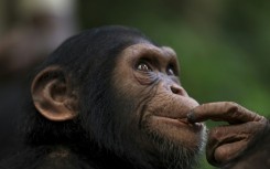 Papaye International offers young chimps a safe home on islands in the Douala-Edea National Park