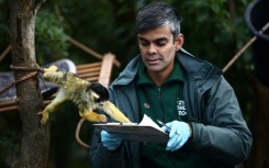 The resident squirrel monkeys also helped with the stocktake
