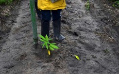 By planting native species that will thrive in the Amazon, Mombak hopes to restore credibility to a scandal-ridden carbon market