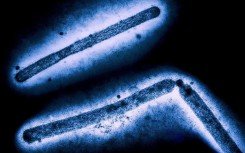 In all, 67 people in the United States have been infected with avian influenza since the outbreak began last year