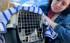 Serena Null recovers her cat Domino, which suffered burns in the wildfire that destroyed her relatives' house