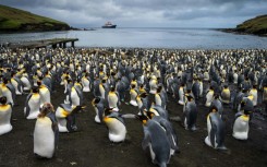 The iceberg could threaten penguins as they forage to feed their young