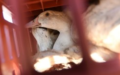 This is the first confirmed case of H5N9 in poultry in the US