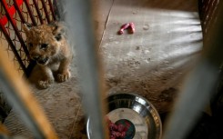 Every month for one year, YouTube star Rajab Butt must post a five-minute video dedicated to animal rights