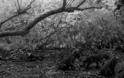 Thailand has one of the few remaining breeding populations of Bengal tigers