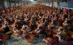 Farmers are calling on the UK government to lift a ban on vaccinations of poultry to help stem outbreaks of bird flu