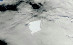 The world's largest iceberg has stayed largely intact as it has drifted through the ocean but scientists say a piece 19 kilometres (12 miles) long has now cleaved off