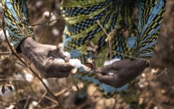 Most of Benin's cotton harvest is exported for processing to garment-producing countries like Bangladesh and China