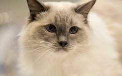 Scotland has no plans to ban cats after a new report suggested containment areas could be created to protect wildlife in 'vulnerable areas'