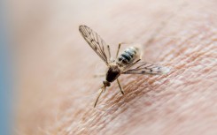 Malaria causes more than 600,000 deaths from 250 million cases each year 