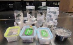 Live scarab beetles, stag beetles and darkling beetles were found hidden among a consignment of Japanese snacks that came into Los Angeles, customs officials said