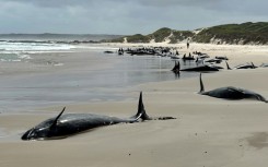 A pod of 157 dolphins lies on the sand of a remote beach in Tasmania. Handout photo from the Department of Natural Resources and Environment Tasmania 