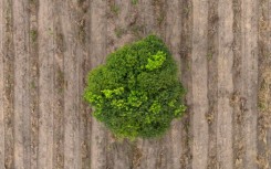 The decision maps out a way forward on funding, two years after a landmark deal to halt the rampant destruction of nature this decade