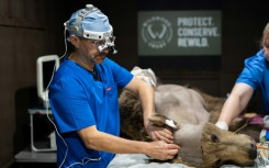 Vets have been waiting to observe how Boki would wake up to gauge the success of the surgery