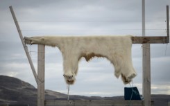 A scientist said eastern Greenland was a hotspot of contamination because polar bears and ringed seals could be eaten there