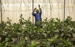 Many growers are battling land degradation and poor access -- while few people in rural areas have internet