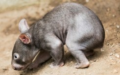 Australia's Wombat Protection Society accused an influencer of mishandling a baby marsupial for social media likes