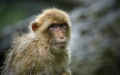 All Rhesus macaques (Macaca mulatta) infected with Ebola for a pharaceutical study were cured when treated with a daily antiviral pill, Obeldesivir
