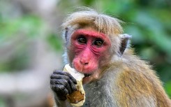 Official estimates suggest that about a third of all crops in Sri Lanka are eaten or destroyed by wild animals