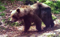 A 81-year-old French hunter went on trial accused of killing an endangered female bear that had attacked him in the Pyrenees