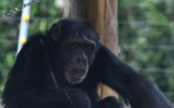 Colombia transfers its last captive great ape to a sanctuary in Brazil