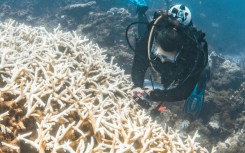 A months-long marine heatwave had "cooked" the sprawling Ningaloo Reef, according to scientists