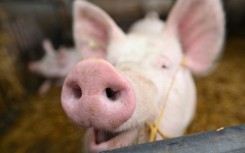 After decades of experimentation, pigs have emerged as the best organ donors for humans