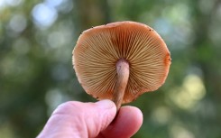 Fungi, the lifeblood of most plants, underpin ecological diversity on Earth