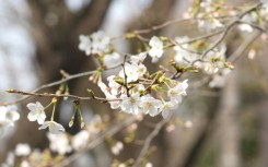 'The first sakura': Cherry blossom season brightens Tokyo
