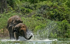 Conflict between humans and wild elephants has grown -- 629 people were killed by elephants across India in 2023-2024, according to parliamentary figures