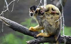 Black-capped squirrel monkeys: also unbothered by weak human yodelling
