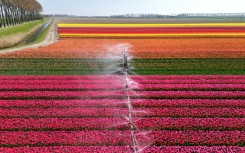 There are concerns about the amount of pesticides on flowers